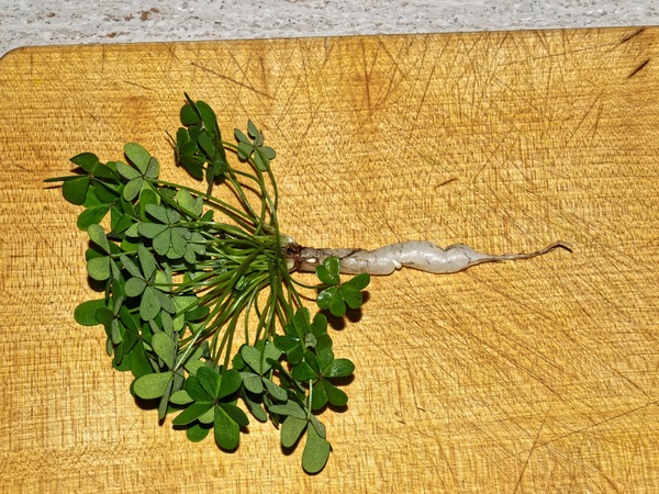 https://lemis.nyc3.digitaloceanspaces.com/grog/Photos/20091020/small/Oxalis-1.jpeg