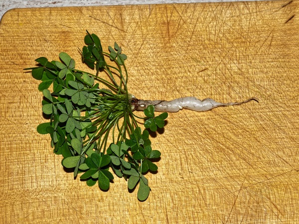 https://lemis.nyc3.digitaloceanspaces.com/grog/Photos/20091020/small/Oxalis-2.jpeg