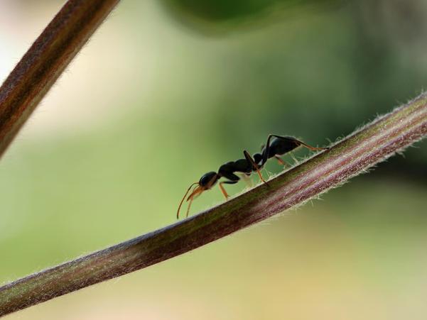 https://lemis.nyc3.digitaloceanspaces.com/grog/Photos/20091106/small/Ant-2.jpeg