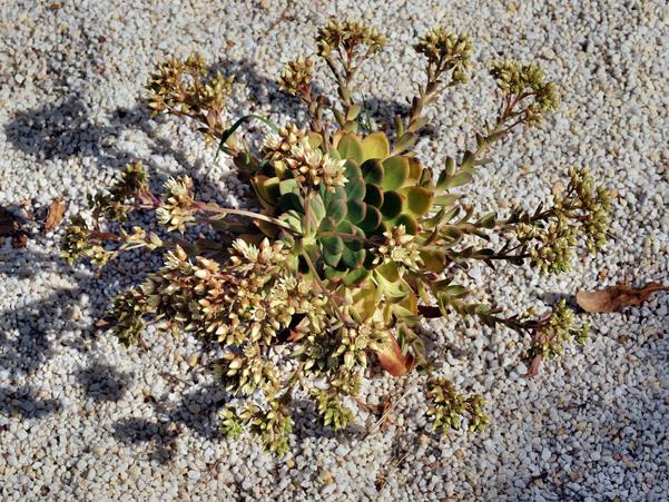https://lemis.nyc3.digitaloceanspaces.com/grog/Photos/20091114/small/Flowering-succulent-1.jpeg