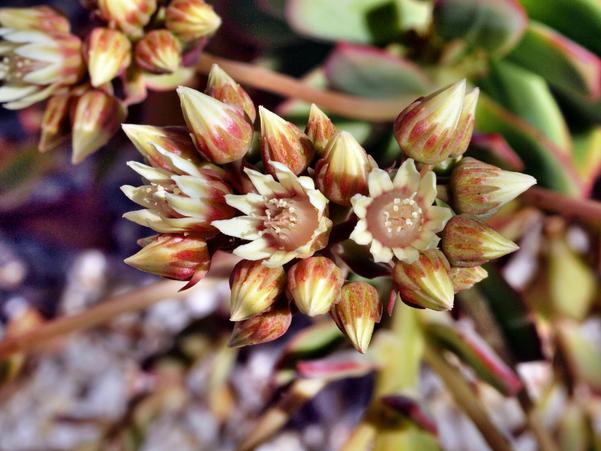 https://lemis.nyc3.digitaloceanspaces.com/grog/Photos/20091114/small/Flowering-succulent-2.jpeg