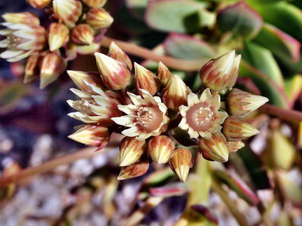https://lemis.nyc3.digitaloceanspaces.com/grog/Photos/20091114/small/Flowering-succulent-3.jpeg