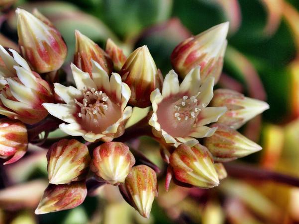 https://lemis.nyc3.digitaloceanspaces.com/grog/Photos/20091114/small/Flowering-succulent-4.jpeg