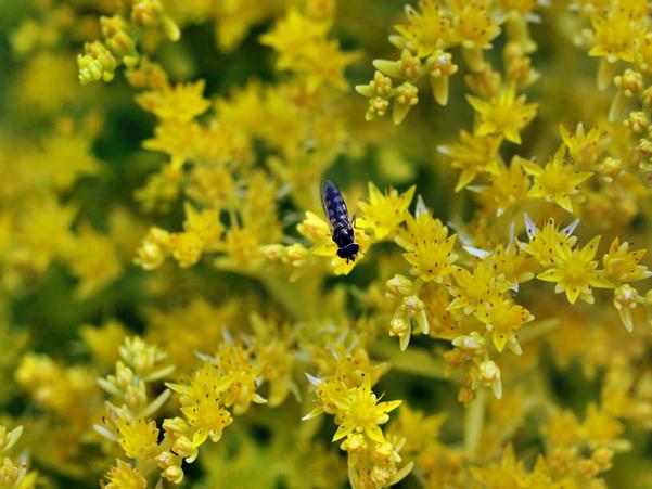 https://lemis.nyc3.digitaloceanspaces.com/grog/Photos/20091114/small/Insect-1.jpeg