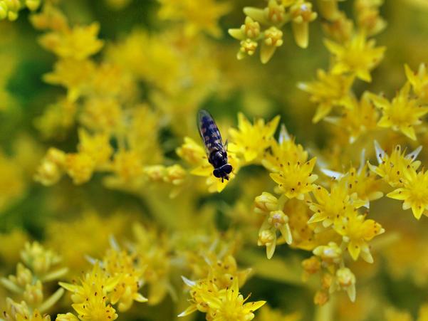 https://lemis.nyc3.digitaloceanspaces.com/grog/Photos/20091114/small/Insect-2.jpeg