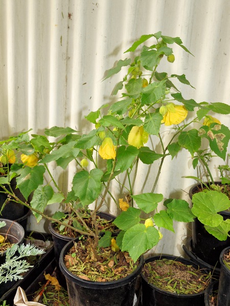 https://lemis.nyc3.digitaloceanspaces.com/grog/Photos/20091120/small/Abutilon.jpeg