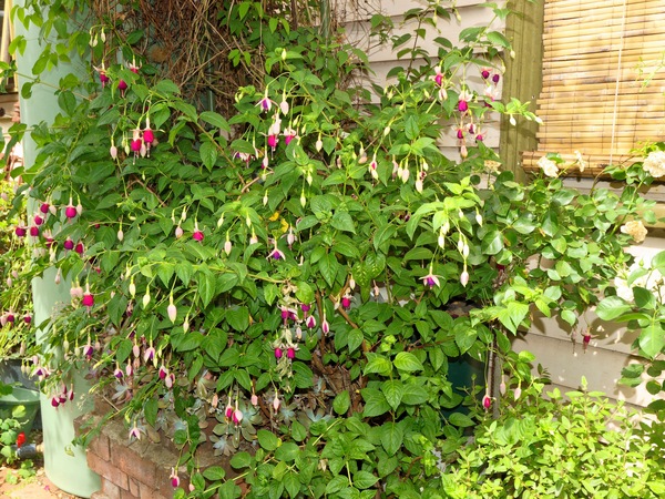 https://lemis.nyc3.digitaloceanspaces.com/grog/Photos/20091120/small/Fuchsia.jpeg