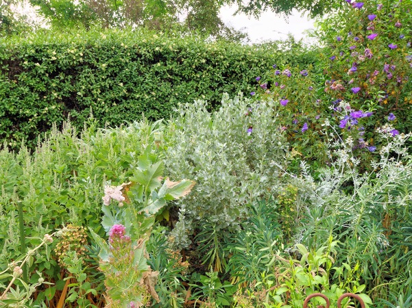 https://lemis.nyc3.digitaloceanspaces.com/grog/Photos/20091120/small/Garden-1-4.jpeg