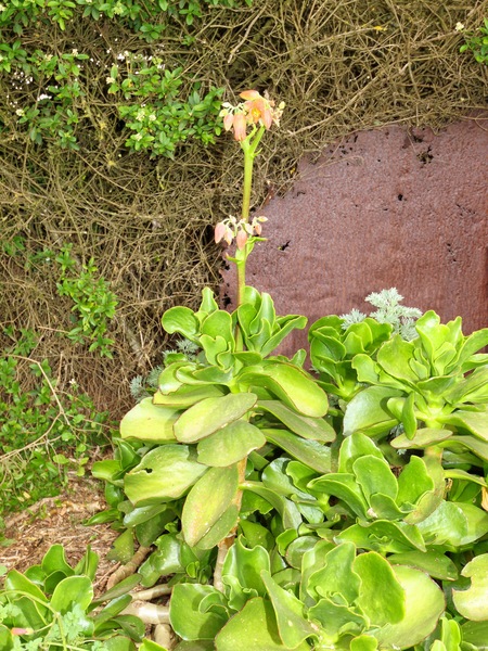 https://lemis.nyc3.digitaloceanspaces.com/grog/Photos/20091120/small/Succulents-1.jpeg