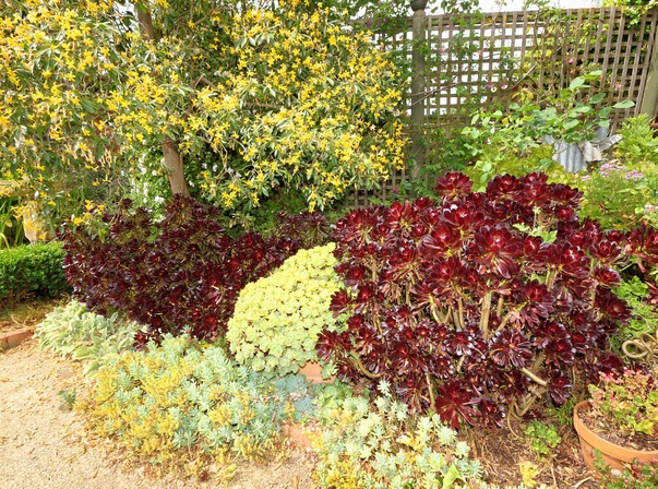 https://lemis.nyc3.digitaloceanspaces.com/grog/Photos/20091120/small/Succulents-2.jpeg