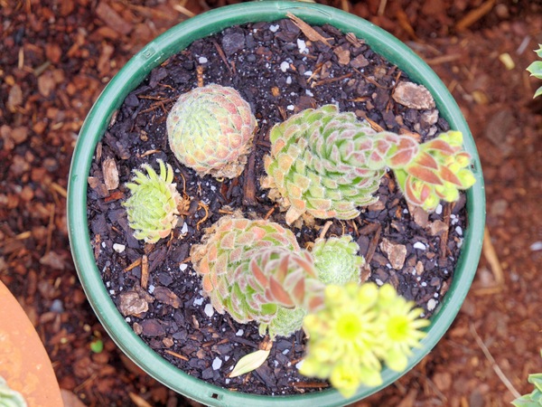 https://lemis.nyc3.digitaloceanspaces.com/grog/Photos/20091120/small/Succulents-3.jpeg