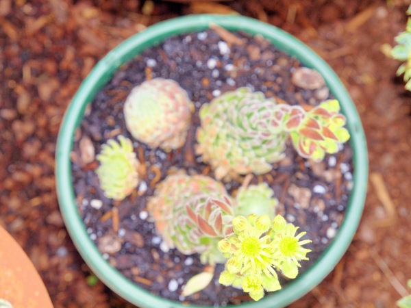 https://lemis.nyc3.digitaloceanspaces.com/grog/Photos/20091120/small/Succulents-4.jpeg