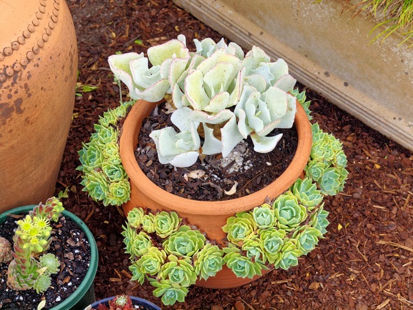 https://lemis.nyc3.digitaloceanspaces.com/grog/Photos/20091120/small/Succulents-5.jpeg