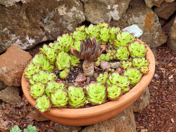 https://lemis.nyc3.digitaloceanspaces.com/grog/Photos/20091120/small/Succulents-7.jpeg