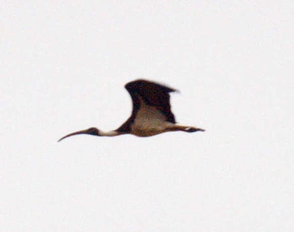 https://lemis.nyc3.digitaloceanspaces.com/grog/Photos/20091121/small/Ibis-2.jpeg