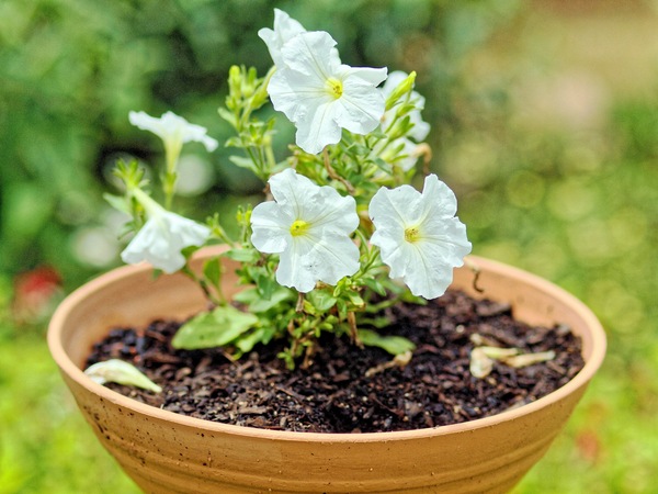 https://lemis.nyc3.digitaloceanspaces.com/grog/Photos/20091128/small/Petunias.jpeg