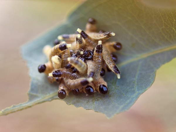 https://lemis.nyc3.digitaloceanspaces.com/grog/Photos/20091130/small/Caterpillars-2.jpeg