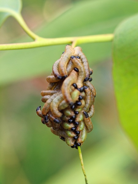 https://lemis.nyc3.digitaloceanspaces.com/grog/Photos/20091130/small/Caterpillars-5.jpeg