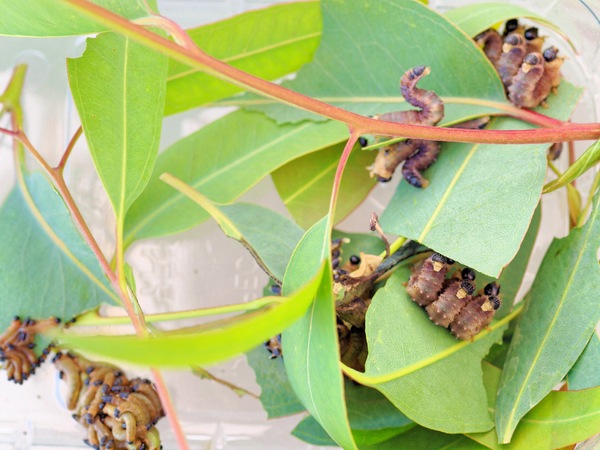 https://lemis.nyc3.digitaloceanspaces.com/grog/Photos/20091130/small/Caterpillars-7.jpeg
