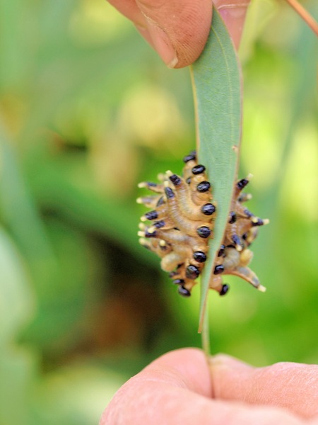https://lemis.nyc3.digitaloceanspaces.com/grog/Photos/20091130/small/Caterpillars-8.jpeg