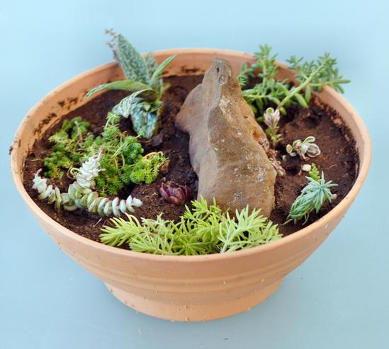https://lemis.nyc3.digitaloceanspaces.com/grog/Photos/20091203/small/New-succulent-garden-2.jpeg