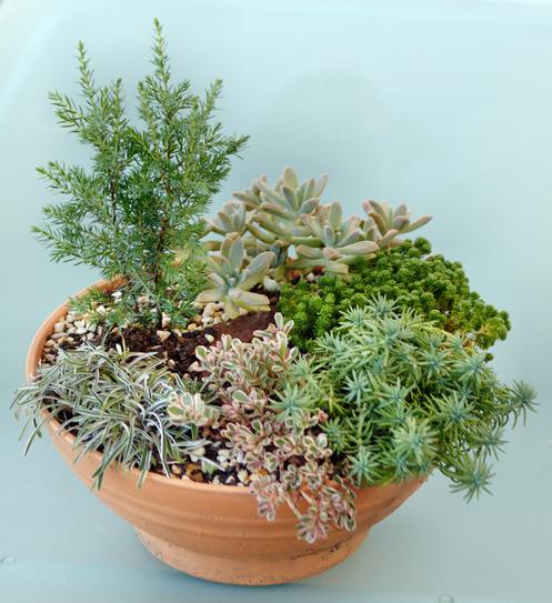 https://lemis.nyc3.digitaloceanspaces.com/grog/Photos/20091203/small/Old-succulent-garden-1.jpeg