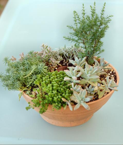 https://lemis.nyc3.digitaloceanspaces.com/grog/Photos/20091203/small/Old-succulent-garden-2.jpeg