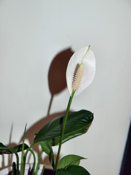 https://lemis.nyc3.digitaloceanspaces.com/grog/Photos/20091205/small/Spathiphyllum.jpeg