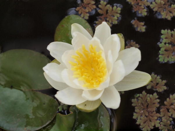https://lemis.nyc3.digitaloceanspaces.com/grog/Photos/20091219/small/Water-lily.jpeg