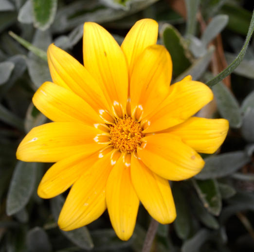 https://lemis.nyc3.digitaloceanspaces.com/grog/Photos/20091221/small/Gazania-1.jpeg