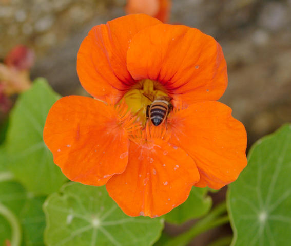 https://lemis.nyc3.digitaloceanspaces.com/grog/Photos/20091221/small/Nasturtium-2.jpeg