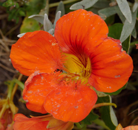 https://lemis.nyc3.digitaloceanspaces.com/grog/Photos/20091221/small/Nasturtium-5.jpeg