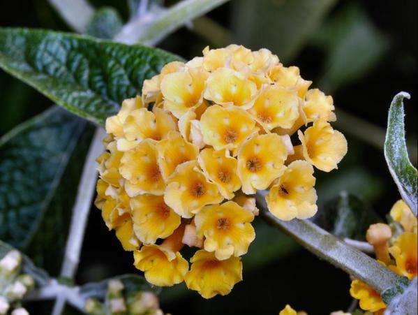 https://lemis.nyc3.digitaloceanspaces.com/grog/Photos/20091222/small/Buddleja-weyeriana-3.jpeg