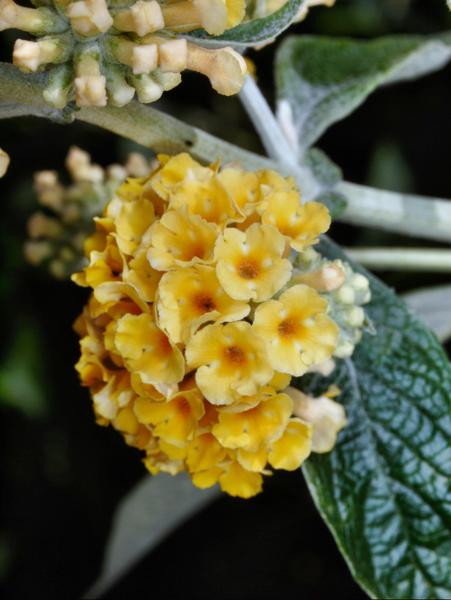 https://lemis.nyc3.digitaloceanspaces.com/grog/Photos/20091222/small/Buddleja-weyeriana-4.jpeg