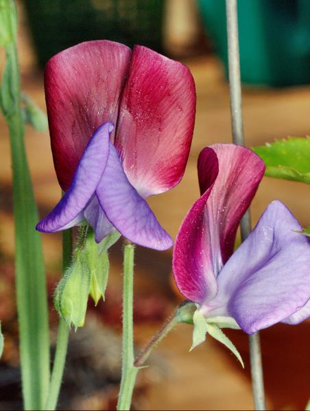 https://lemis.nyc3.digitaloceanspaces.com/grog/Photos/20091222/small/Lathyrus-odoratus.jpeg