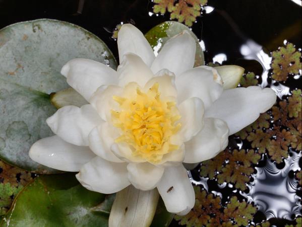 https://lemis.nyc3.digitaloceanspaces.com/grog/Photos/20091222/small/Water-lily.jpeg