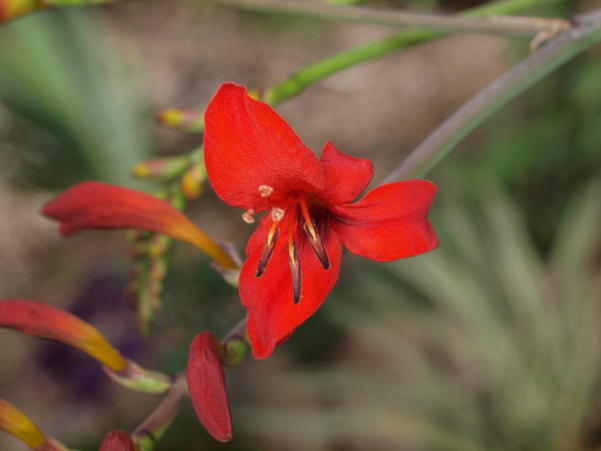 https://lemis.nyc3.digitaloceanspaces.com/grog/Photos/20091231/small/Crocosmia-1.jpeg