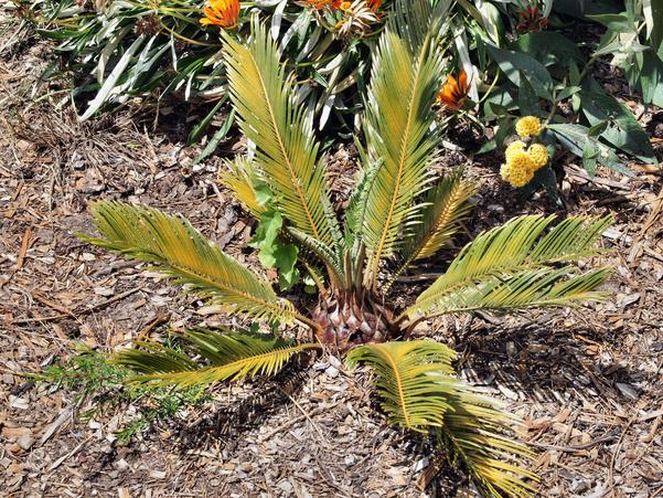 https://lemis.nyc3.digitaloceanspaces.com/grog/Photos/20091231/small/Cycad-1.jpeg