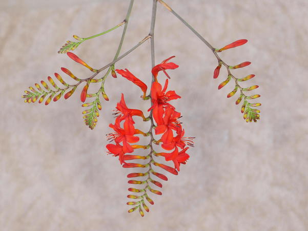 https://lemis.nyc3.digitaloceanspaces.com/grog/Photos/20100104/small/Crocosmia-.jpeg