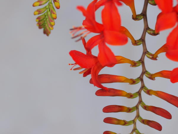 https://lemis.nyc3.digitaloceanspaces.com/grog/Photos/20100104/small/Crocosmia-5.jpeg