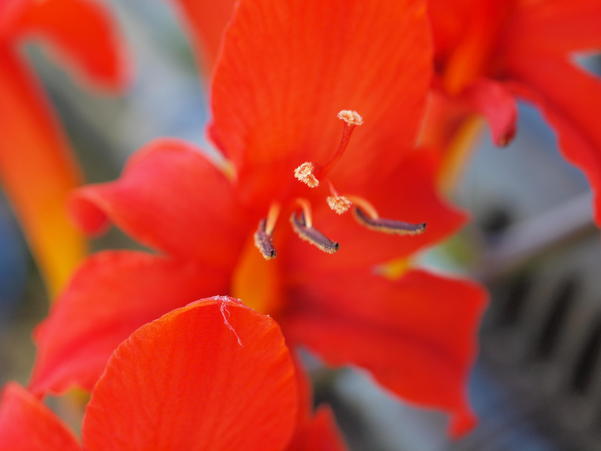 https://lemis.nyc3.digitaloceanspaces.com/grog/Photos/20100104/small/Crocosmia-partial-focus-1.jpeg
