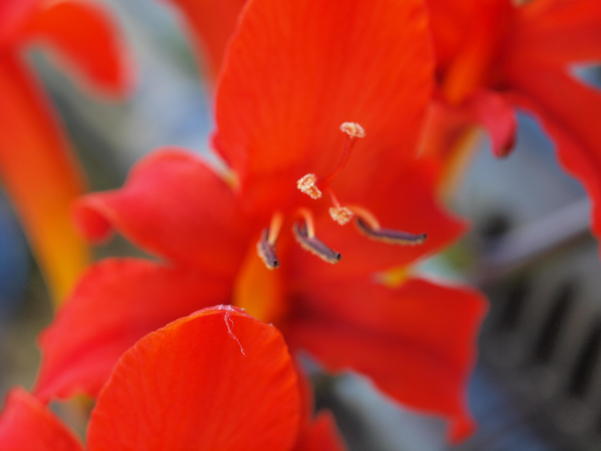 https://lemis.nyc3.digitaloceanspaces.com/grog/Photos/20100104/small/Crocosmia-partial-focus-2.jpeg