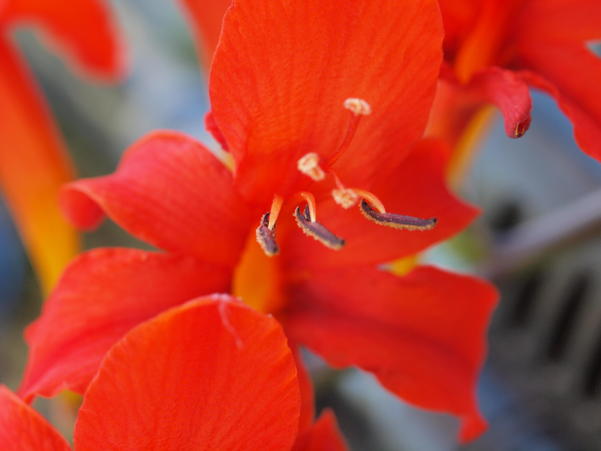 https://lemis.nyc3.digitaloceanspaces.com/grog/Photos/20100104/small/Crocosmia-partial-focus-4.jpeg