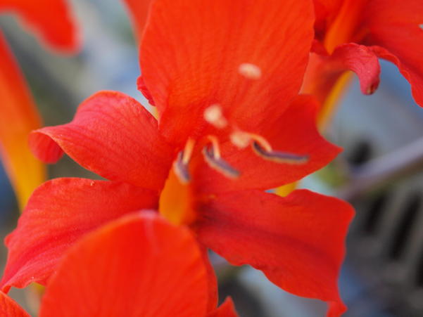 https://lemis.nyc3.digitaloceanspaces.com/grog/Photos/20100104/small/Crocosmia-partial-focus-7.jpeg