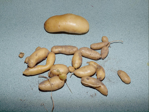 https://lemis.nyc3.digitaloceanspaces.com/grog/Photos/20100118/small/Potatoes-2.jpeg