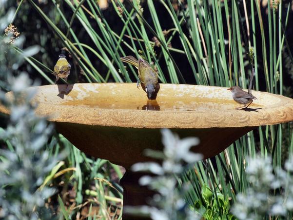 https://lemis.nyc3.digitaloceanspaces.com/grog/Photos/20100126/small/Bird-bath-10.jpeg