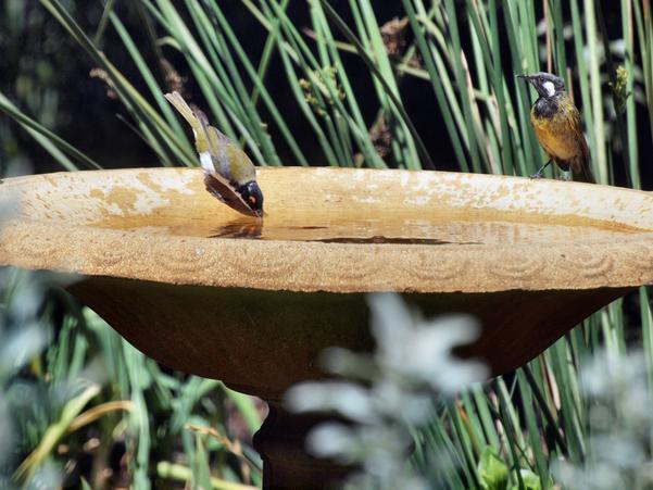 https://lemis.nyc3.digitaloceanspaces.com/grog/Photos/20100126/small/Bird-bath-12.jpeg