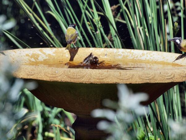 https://lemis.nyc3.digitaloceanspaces.com/grog/Photos/20100126/small/Bird-bath-13.jpeg