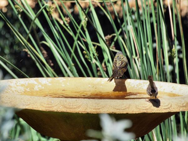 https://lemis.nyc3.digitaloceanspaces.com/grog/Photos/20100126/small/Bird-bath-14.jpeg
