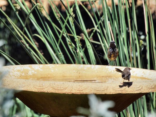 https://lemis.nyc3.digitaloceanspaces.com/grog/Photos/20100126/small/Bird-bath-15.jpeg